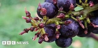 Surrey: England's largest vineyard plagued by pigeons