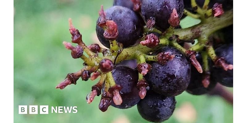 Surrey: England's largest vineyard plagued by pigeons