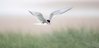 Anxious wait to see how Arctic terns fare at colony struck by bird flu in 2023
