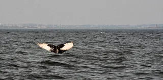 It’s prime time for whale-watching in New York City