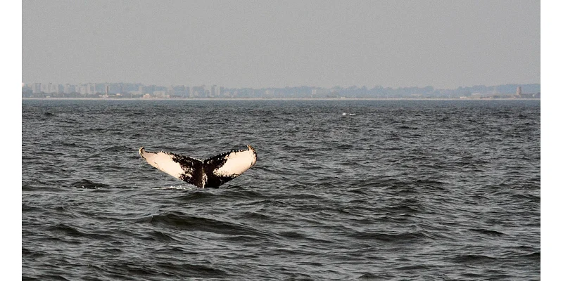 It’s prime time for whale-watching in New York City