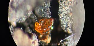 First-Ever Amber Discovered in Antarctica Shows Rainforest Existed Near South Pole