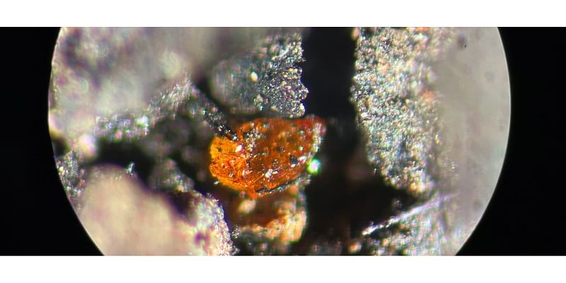 First-Ever Amber Discovered in Antarctica Shows Rainforest Existed Near South Pole