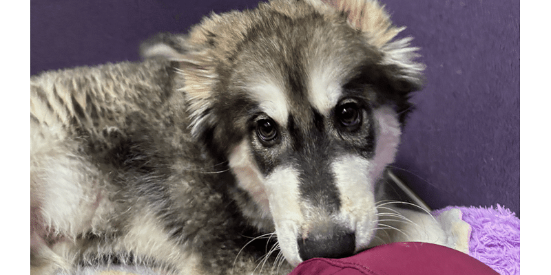 Massachusetts animal shelters mark milestone with 50,000 pets taken in from out of state