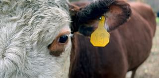 ‘Drought proof’ | Inside how a local conservation group is changing farming in Cincinnati