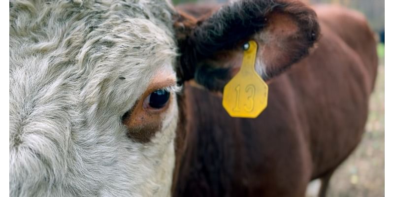 ‘Drought proof’ | Inside how a local conservation group is changing farming in Cincinnati