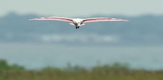 This rare, pink bird native to the south was spotted at the Jersey Shore