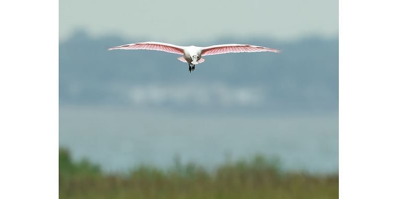 This rare, pink bird native to the south was spotted at the Jersey Shore