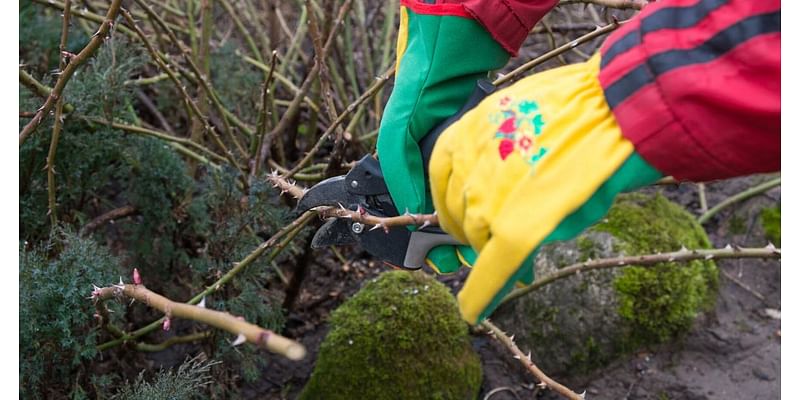 Napa County Master Gardeners: Plant propagation techniques