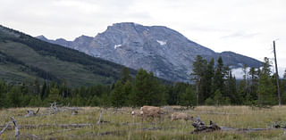 Wind River wildlife corridor designation aims to conserve mule deer populations