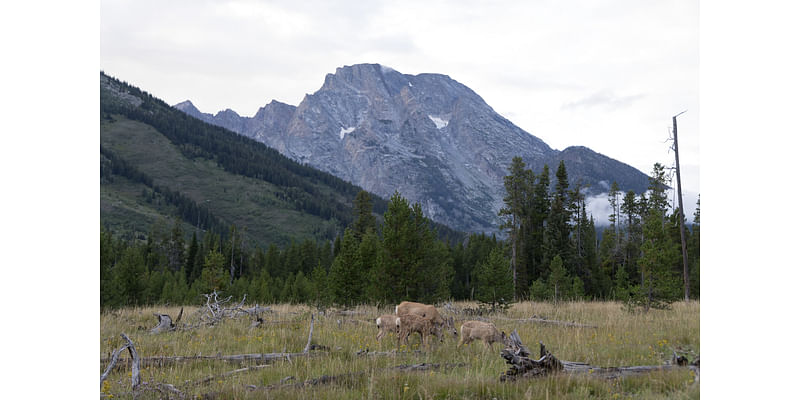 Wind River wildlife corridor designation aims to conserve mule deer populations