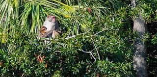 Monkeys on the loose: Will escaped Yemassee primates return or will dart guns be deployed?