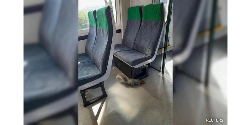 Train Cancelled In UK After Squirrel Refuses To Get Off