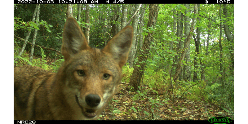 Coyotes appear to be thriving under pressure