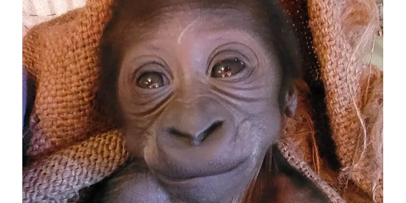 Adorable baby gorilla is born at Seattle Zoo - only to be rejected by his uninterested mother