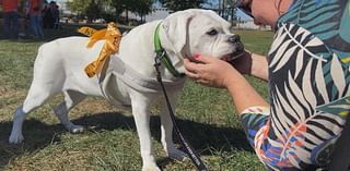 18th Annual Mutt Strut raises $130,000 for Philadelphia's largest nonprofit animal rescue