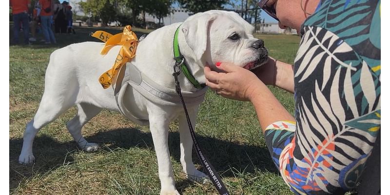 18th Annual Mutt Strut raises $130,000 for Philadelphia's largest nonprofit animal rescue