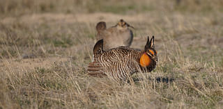 Advocates of imperiled lesser prairie chicken say market incentives key to expanding habitat