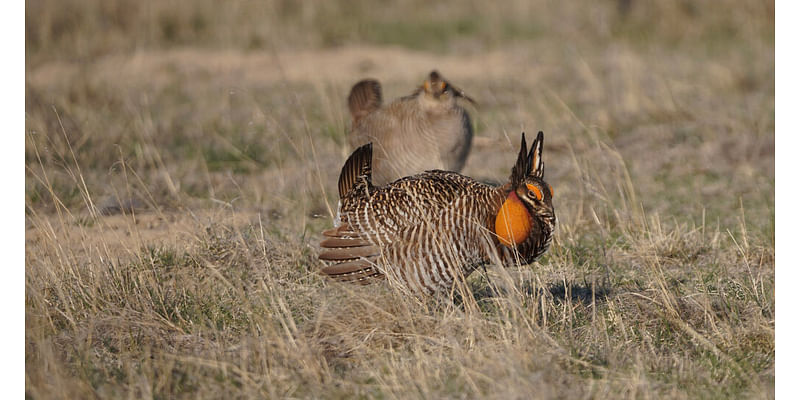 Advocates of imperiled lesser prairie chicken say market incentives key to expanding habitat