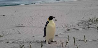 Emperor penguin surprises surfers in Australia after travelling 2,100 MILES from its home in Antarctica - the longest journey ever recorded for the species