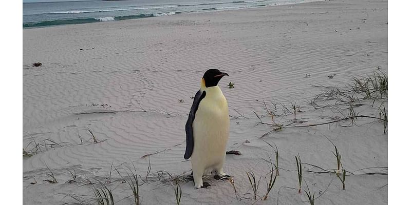 Emperor penguin surprises surfers in Australia after travelling 2,100 MILES from its home in Antarctica - the longest journey ever recorded for the species