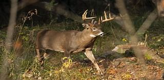 Opening Day of firearm deer season begins