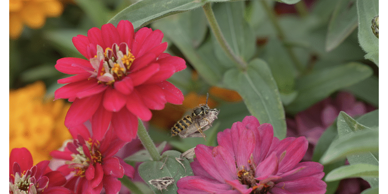 Why have there been so many wasps around Missoula recently?