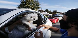 City of San Benito to host Rabies Vaccination Clinic