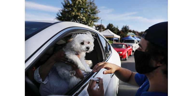 City of San Benito to host Rabies Vaccination Clinic