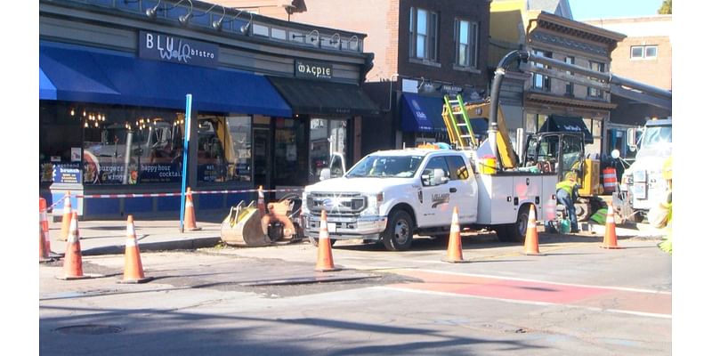 Park Avenue in Rochester trees to be replaced in 2025