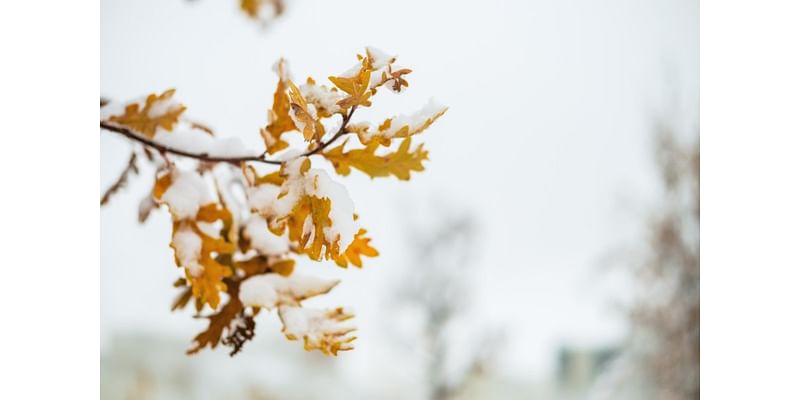 Fall snowstorm brings leaf peeping season to an end in parts of Colorado