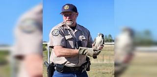 Falcon released at same place it was found injured