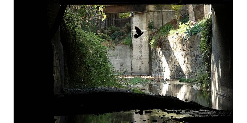 Pigeon poop was contaminating creek — so SLO put the birds on birth control. Did it work?