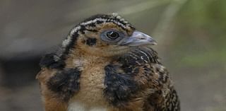 After Years of Trying, San Diego Zoo Safari Park Celebrates First Blue-Billed Curassow Chick