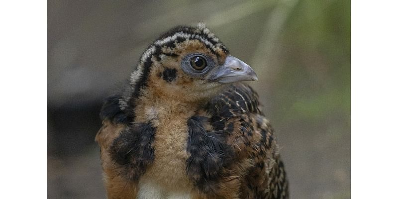 After Years of Trying, San Diego Zoo Safari Park Celebrates First Blue-Billed Curassow Chick