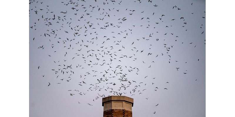 Where did the Chapman swifts go? They aren’t at the school, but the birds are still out there