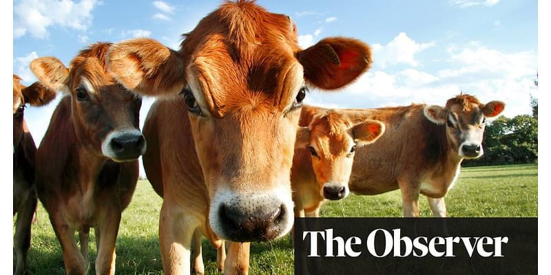 Scientists dismayed as UK ministers clear way for gene editing of crops - but not animals