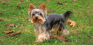 Bailiff who sued bosses after being refused permission to take her miniature Yorkshire terrier out on jobs loses case