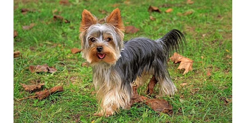 Bailiff who sued bosses after being refused permission to take her miniature Yorkshire terrier out on jobs loses case