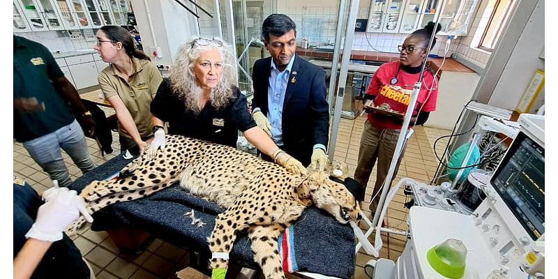 Cheetah conservationist to host seminar at UNL