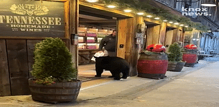 Watch: Video shows black bear barging into Gatlinburg wine store, was he looking for a ca-bear-net?