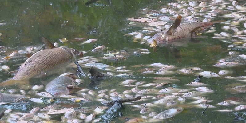 What killed the fish? Hundreds of fish dead in Tecumseh Park pond