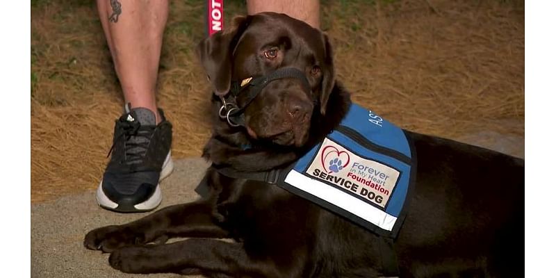 Berlin-based service dog trainers help forge life-changing bonds