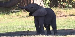 2nd baby elephant’s name announced by Fresno Chaffee Zoo