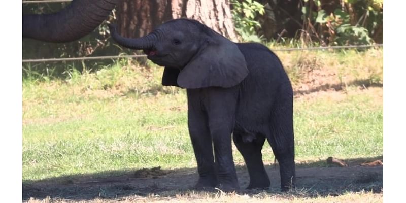 2nd baby elephant’s name announced by Fresno Chaffee Zoo