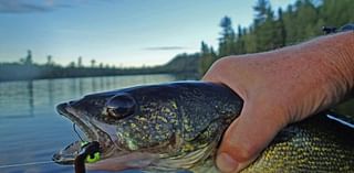 DNR says Minnesota’s sacred 6-walleye limit is headed for extinction