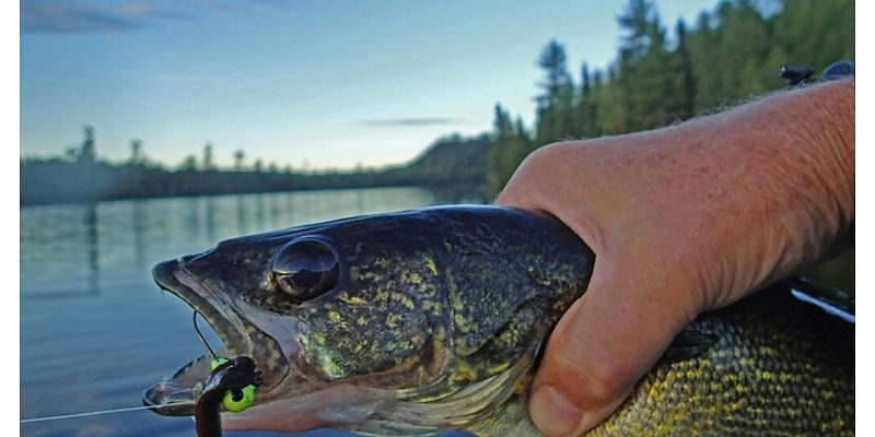 DNR says Minnesota’s sacred 6-walleye limit is headed for extinction