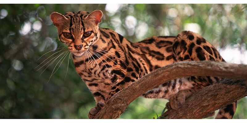 5 Photos Of Overlooked, Yet Adorable, Wildcats Of Latin America (Spoiler: One Spends Nearly Its Entire Life In The Trees)