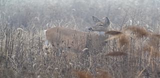 Need an antlerless deer tag? Management program adds hundreds in the Lehigh Valley.