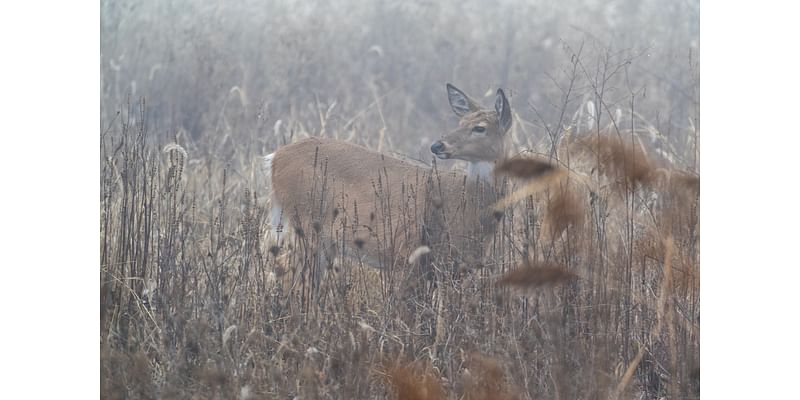 Need an antlerless deer tag? Management program adds hundreds in the Lehigh Valley.